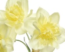 Narcis Zijden bloem triple bush Wit links op foto / stuk zijde bloemen