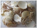 Pecten Radula schelpen 550gr Jacobsschelp