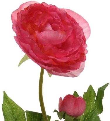 Ranonkel Camelia DONKERROZE L.8cm W.10cm H.57cm / stuk 