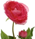 Ranonkel Camelia DONKERROZE L.8cm W.10cm H.57cm / stuk 