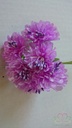Anemoon, Papaver Gevuld 3 cm op draad Pak ca. 60 st LILA 