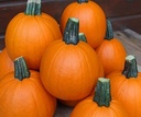 Annabelle F1 PMT  -50 kleine halloweenpompoenzaden