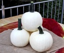 Avalanche F1 PMT Witte halloweenpompoenzaden, 1000 zaden Witte kleine pompoenen zaden ca. 2-2.5 kg