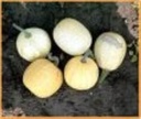 Ball Round White Gourd - 50 zaden kalebas