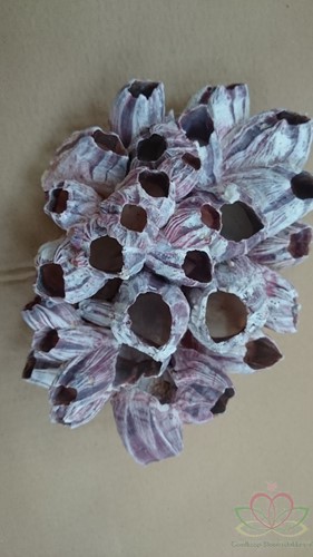 Barnacle Zeepok 20 cm groot / Per stuk