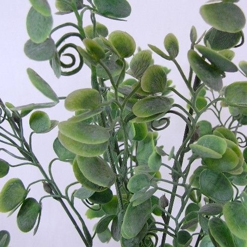 BAUHINIA LEAF BUSH groen Mooie vuller voor boeketten en bloemstukken