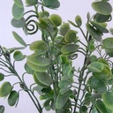 BAUHINIA LEAF BUSH groen Mooie vuller voor boeketten en bloemstukken