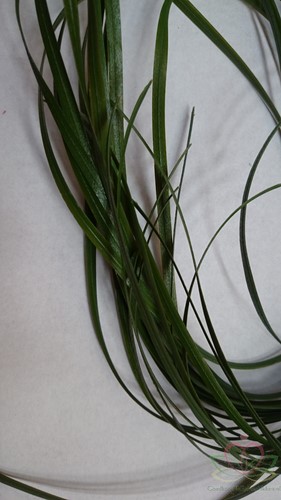 Berengras Beregras Zijden bloem bundel 6st 120cm Beregras berengras