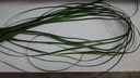 Berengras Beregras Zijden bloem bundel 6st 120cm Beregras berengras