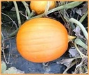 Big Autumn F1  - 50 zaden 