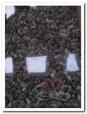 Birch Pine Frosted doos 500 gram 