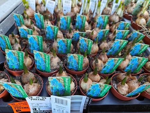 Blauwe druifjes Muscari 3 bolletjes in potmaat P 5 we kunnen bij blijven bestellen