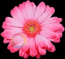 Bloemenzuigverf 5 kg Erica Absorbable Flower Dye