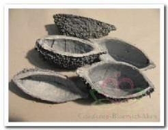 Bolsa de Pastor Grey Frost / 10 stuks Natuurlijk bloemschikmateriaal