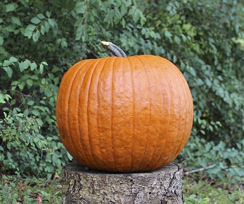 Boomer F1 PMT Halloween basiseenheid halloweenpompoenzaden