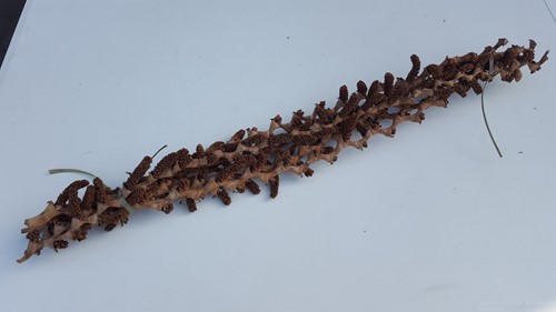 Buritti 70cm bundel 5 stuks Naturel 