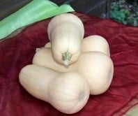 Butternut Emily F1 Vroege flespompoenzaden