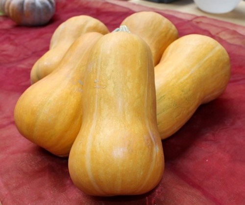 Butternut Pancho F1 Hoge productie flespompoenzaden