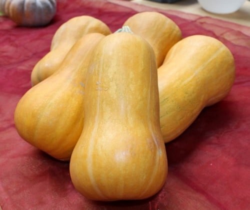 Butternut Pancho F1 Hoge productie flespompoenzaden