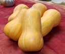 Butternut Pancho F1 Hoge productie flespompoenzaden