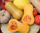 Butternut Pancho F1 Hoge productie flespompoenzaden