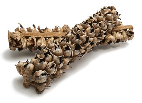 Cacho Cachio Coco half 60-70cm natural 1pc Dadelstronk