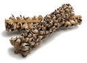 Cacho Cachio Coco half 60-70cm natural 1pc Dadelstronk
