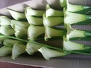 Calla Groen ca. 9 cm van foam
