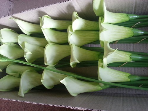 Calla Groen ca. 9 cm van foam