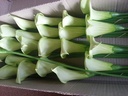 Calla Groen ca. 9 cm van foam