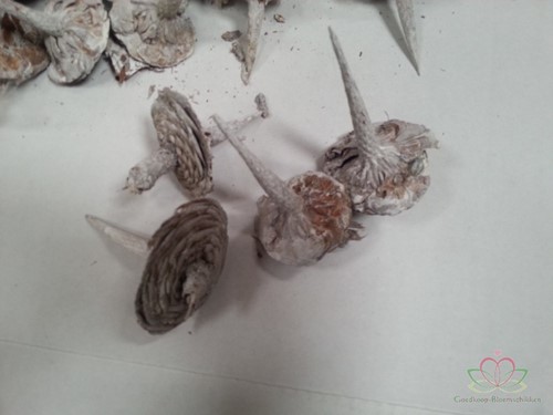 Cedarbase frosted ca. 50 stuks Ideaal voor Groendecoratie en Bloemschikken