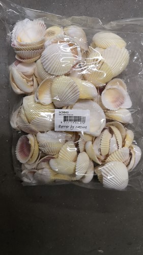 Cockels, Kokkels 3-5 cm per kilo
