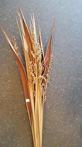 Coco Bahia +flower Naturel bundel ca. 10 stuks Natuurlijk bloemschikmateriaal