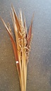 Coco Bahia +flower Naturel bundel ca. 10 stuks Natuurlijk bloemschikmateriaal