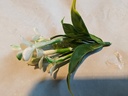 Corsage pick white kunst Stephanotus per stuk voor toefjes om corsage te maken