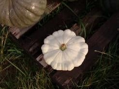 Custard White - 1000 zaden pompoenzaden