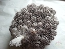 Cypressus Frosted 1 kilo Cypres