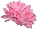 Dahliabloem los Roze 8-10 cm dia/ stuk zijde
