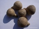 Dancing gourd - 1000 zaden kalebas