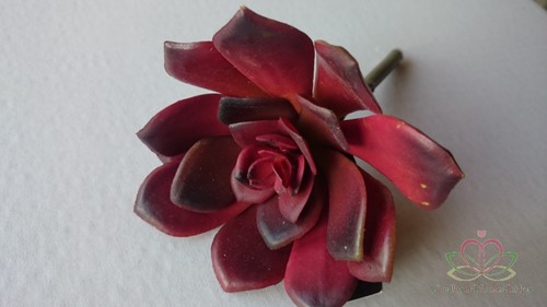 ECHEVERIA BURGUNDY Zijde- Latex Succulent 