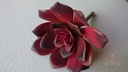 ECHEVERIA BURGUNDY Zijde- Latex Succulent 