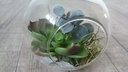 ECHEVERIA Groen Zijde- Latex Succulent 