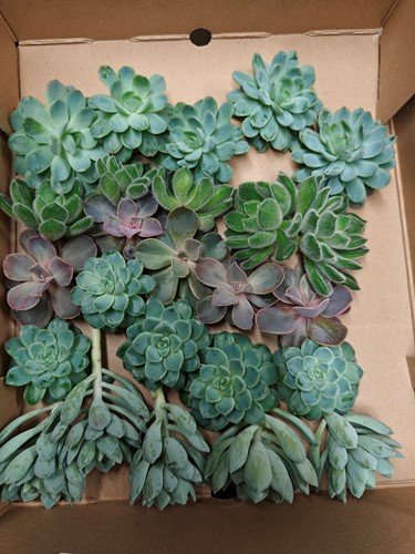 Echeveria mix vers 4 stuks leuk voor kransen, ballen en bloemstukjes