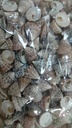 Echinellopsis ca. 1 cm 1 kilo Grandi schelpen