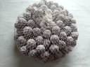Estrelina Frosted Wit ca. 1000 gr Natuurlijk bloemschikmateriaal