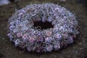 Estrelinia los ca. 1000 gr Natuurlijk bloemschikmateriaal