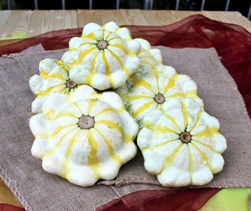 Fall Blossom F1 Witte Patisson met gele strepen 250 pompoenzaden