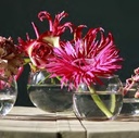 Glas bal pot waxine h. 10cm d. 12 cm / stuk 