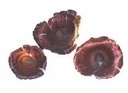 Golden Mushroom 10 st 