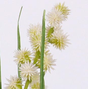 Grasbundel WIT bloeiend 50 cm /bundel zijde bloemen